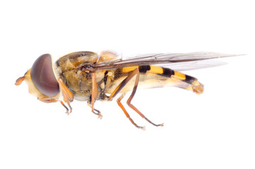 fly hoverfly