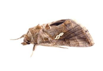 snout moth