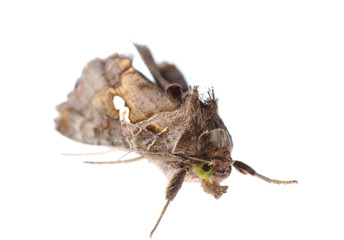 snout moth
