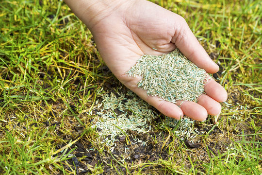 Planting New Grass Seed To Bare Spot On Yard