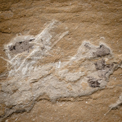 fossil stone