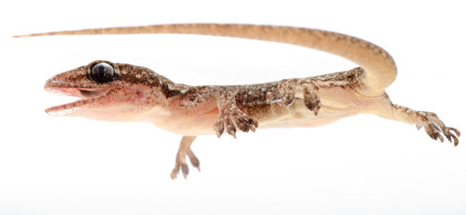Chinese Oriental leaftoed gecko