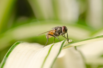 insect fly