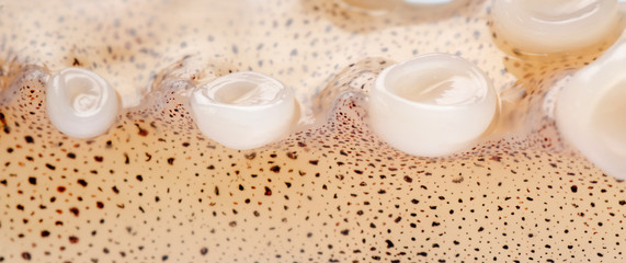 Prepared squid tentacle