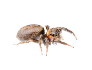animal black jumping spider