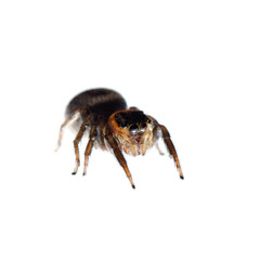 animal black jumping spider