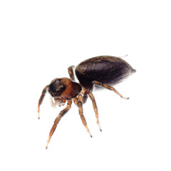 animal black jumping spider