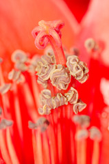 Kapok blossom bombax ceiba flower stamen