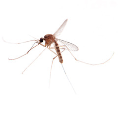 mosquito bug