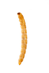 yellow meal worm