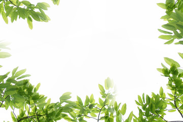 Fototapeta premium spring nature green leaf