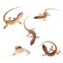 gecko isolated collection - 49931279