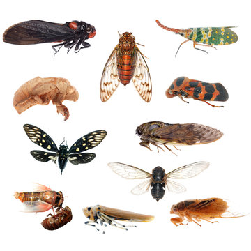 Inscect Cicada  Bug Isolated Collection