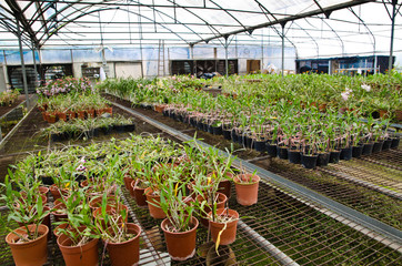 green house orchid flower nursery