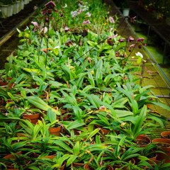 Fototapeta na wymiar green house orchid flower nursery
