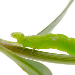 green caterpillar