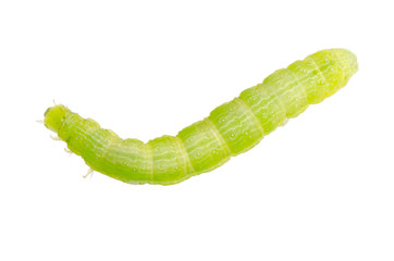 green caterpillar