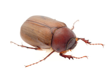  brown June beetle