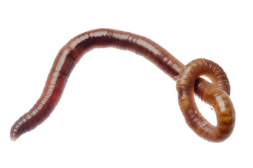 earth worm