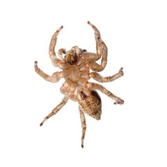 animal jumping spider