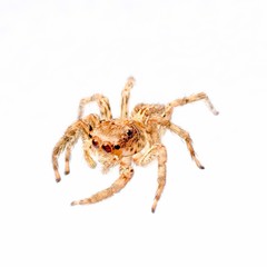animal jumping spider