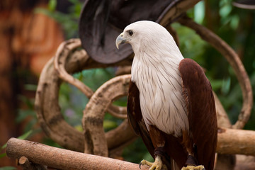 Portrait of hawk
