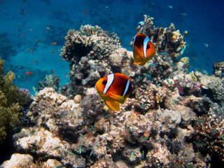 Fototapeta na wymiar dwa Red Sea Anemonowa ryba