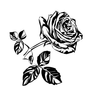 hand drawn roses