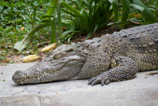 Head Shot of Siamese Crocodile