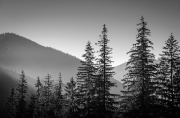 far mountains with spruices on foreground