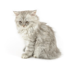 sad white kitten (british longhair)