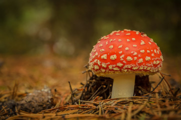 red mushroom in the wood