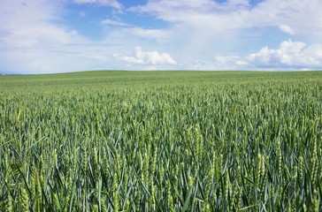 Weizenfeld - weat field 06