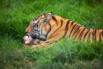 A siberian tiger enjoying a big piece of meat.