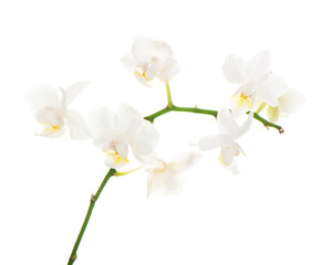Fototapeta na wymiar Biały centralny układ Orchidea samodzielnie na biały deseń