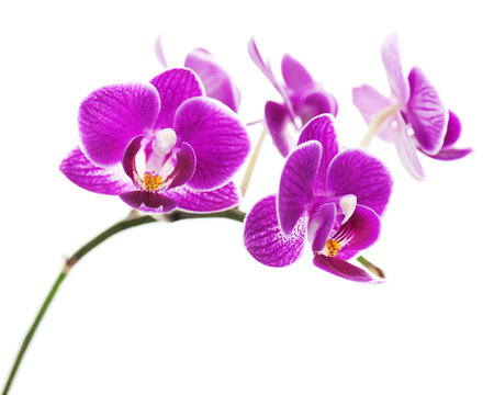 Fototapeta Very rare purple orchid isolated on white background.