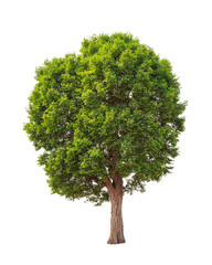Fototapeta na wymiar Irvingia malayana znany również jako Dzikiego Almond, tropikalnych, drzewo, w th