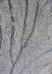 insect wing detail texture