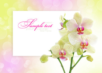 Beautiful Orchid on a festive background with space for text
