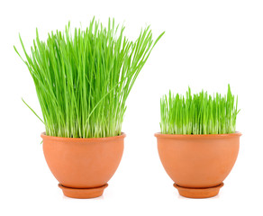 Young sprouts of wheat are in a clay pot on a white background