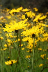 meadow with hawkweed flowers