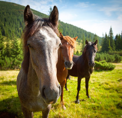 three horses