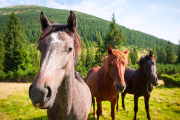 Fototapeta na wymiar trzy dzikie konie
