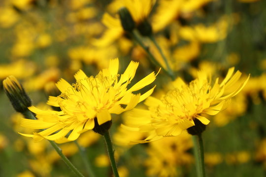 hawkweed flowers