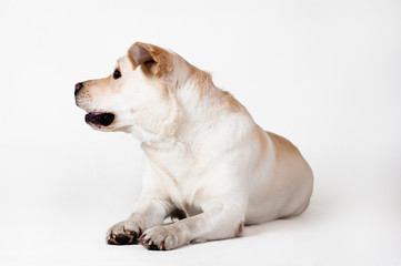 Labrador-Retriever