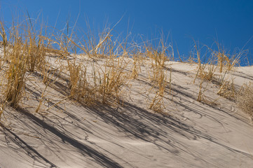 Kelso sand dunes vegetation