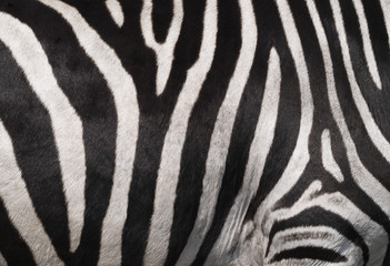 Naklejka na ściany i meble Zebra