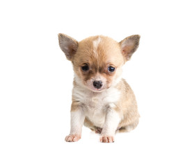 Obraz premium Chihuahua