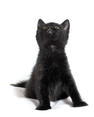 Obraz premium little black kitten. age of 1.5 months