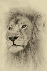 Sepia Toned Lion Face